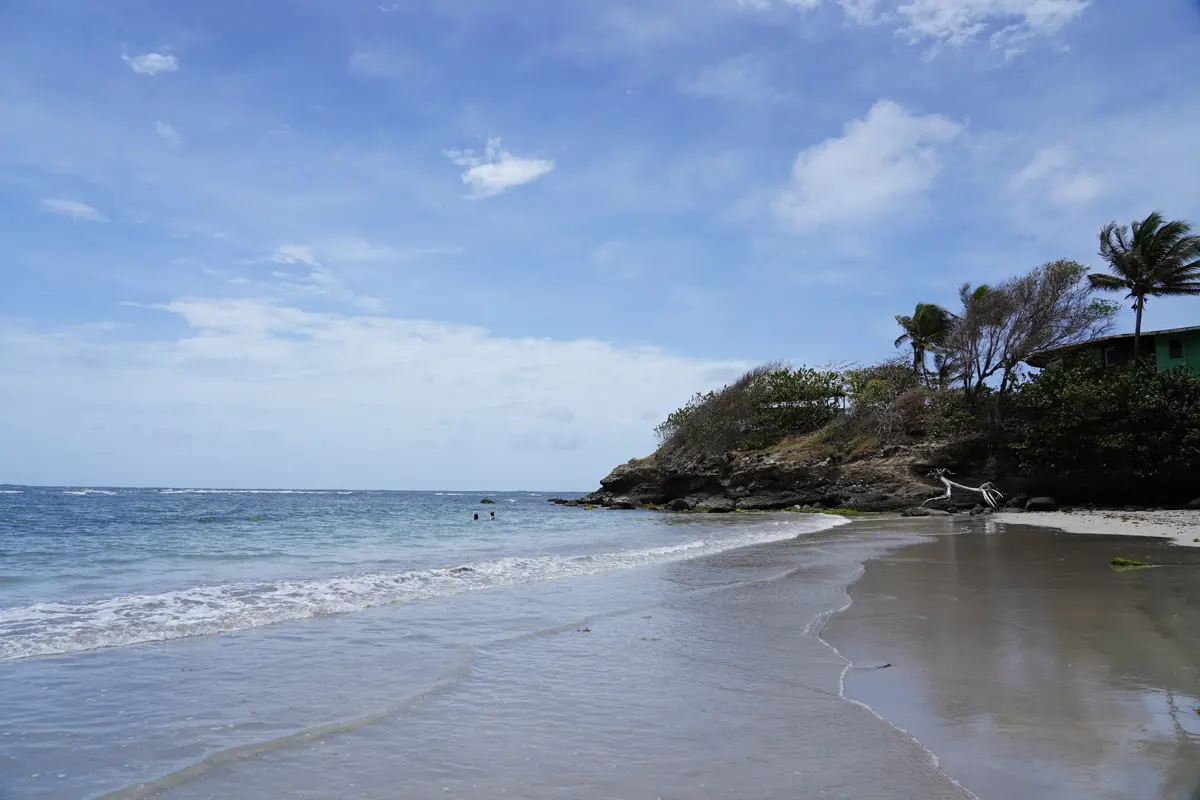 Waves running up the sand below palms on Grenada's eastern shore