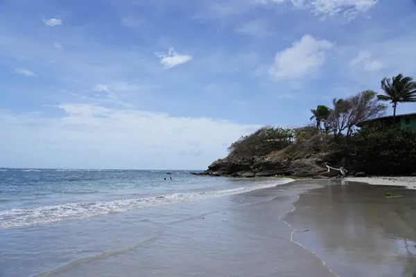 Waves on the sand below palms on Grenada's eastern shore