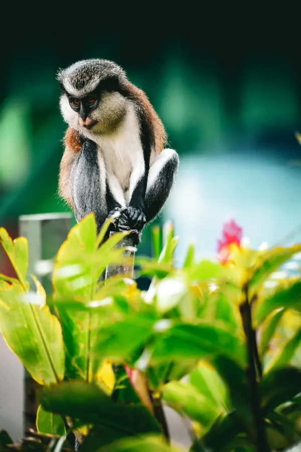 A mona monkey perched on a branch above flowering shrubs
